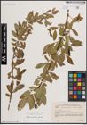 Foto von Salix excelsa S. G. Gmel.